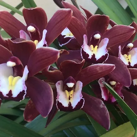 招待所 阿克力乌扎旅馆 萨沃纳