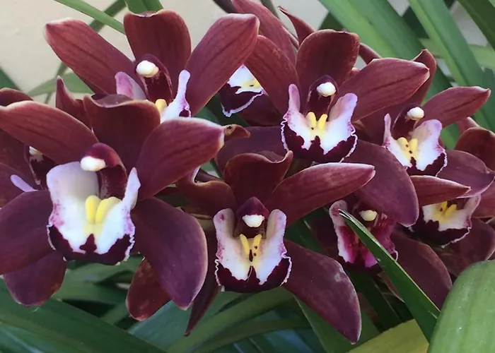 Gasthuis A Creuza Savona